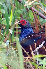 Mrs. Hume's Pheasant