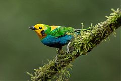 Multicolored Tanager