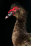 Muscovy Duckborder=