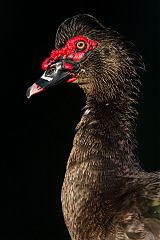 Muscovy Duck