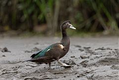 Muscovy Duck