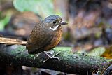 Moustached Antpitta