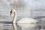 Mute Swan