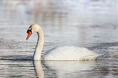 Mute Swan