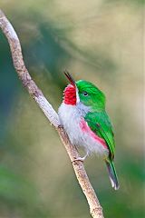 Narrow-billed Tody