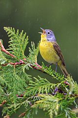 Nashville Warbler