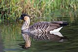 Hawaiian Gooseborder=