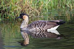 Hawaiian Goose