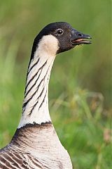 Hawaiian Goose