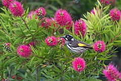 New Holland Honeyeater