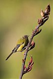 New Zealand Bellbirdborder=