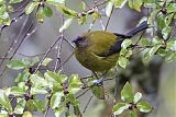 New Zealand Bellbirdborder=