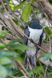 New Zealand Pigeon