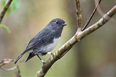 South Island Robin