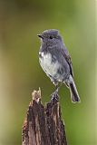 South Island Robin