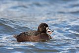 New Zealand Scaup