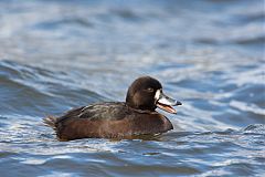 New Zealand Scaup