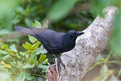 New Caledonian Crow