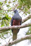 New Caledonian Imperial-Pigeon