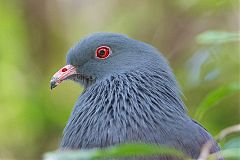 New Caledonian Imperial-Pigeon