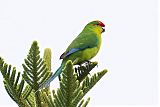 New Caledonian Parakeetborder=