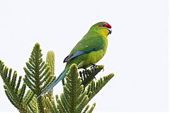 New Caledonian Parakeet