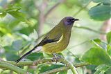 New Zealand Bellbirdborder=