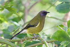 New Zealand Bellbird