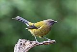 New Zealand Bellbird