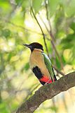 Noisy Pitta