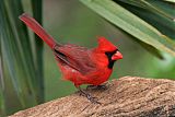 Northern Cardinalborder=