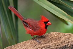 Northern Cardinal