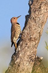 Northern Flicker