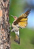 Northern Flicker