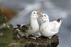 Northern Fulmar