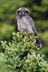 Northern Hawk Owl