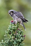 Northern Hawk Owl