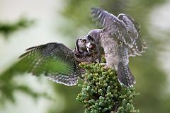 Northern Hawk Owl