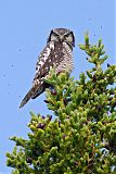 Northern Hawk Owl