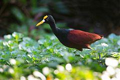 Northern Jacana