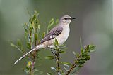 Northern Mockingbirdborder=