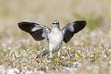 Northern Mockingbirdborder=