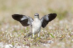 Northern Mockingbird