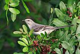 Northern Mockingbirdborder=