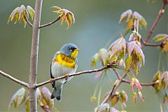 Northern Parula