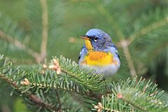 Northern Parula