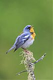 Northern Parula