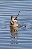 Northern Pintail