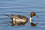 Northern Pintail