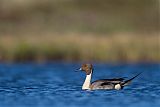 Northern Pintail